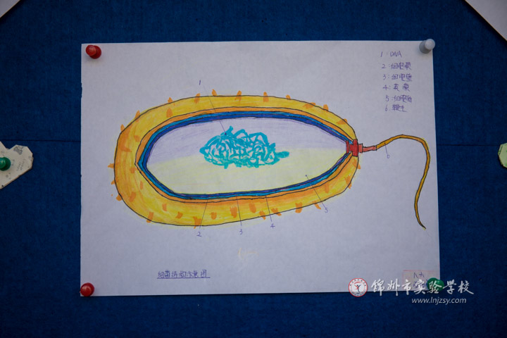 八年级生物绘图大赛学生作品展(一)