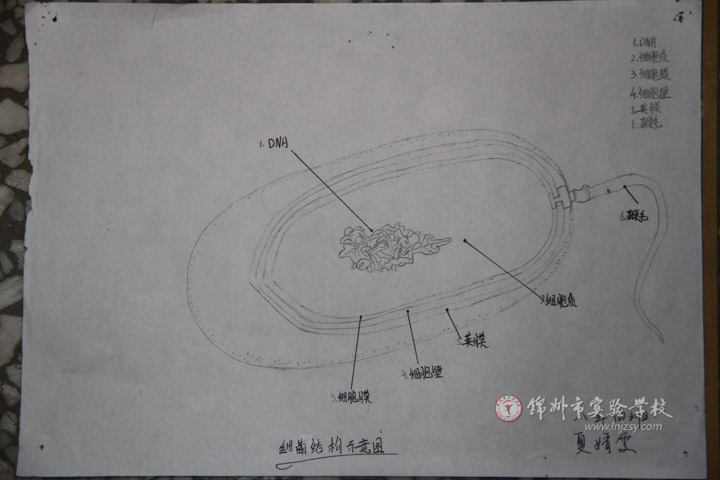 锦州市实验学校-八年级生物绘图大赛获奖学生作品展